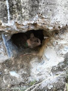 Gattino si infila in un tubo dell’acqua: salvato dai vigili del fuoco di San Maurizio