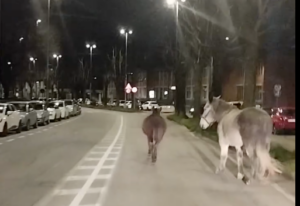 Due cavalli bradi per le strade di Borgaro