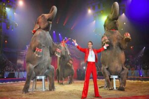A Ciriè il Circo con gli ologrammi degli animali, alla Pellerina con quelli veri: la protesta del Tavolo Animali & Ambiente