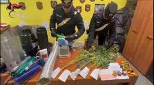 I carabinieri di Volpiano scoprono serra di marijuana: denunciato un 34enne