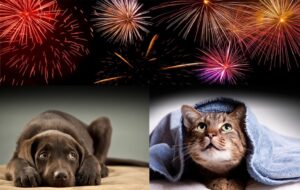 Botti e fuochi d’artificio, un flop il sondaggio per tutelare animali e fragili
