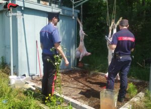 Scoperti a Caselle durante la festa islamica a macellare ovini clandestinamente