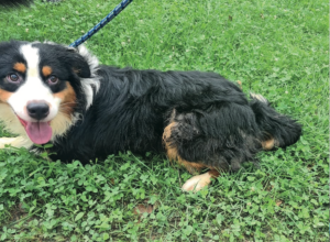 Lasciati in mezzo a degrado e sporcizia: due cani sequestrati a Nole