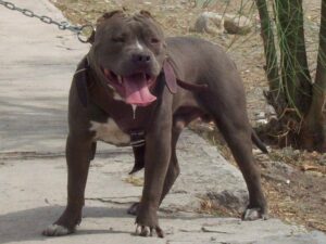 La polizia locale scopre che i maltrattamenti al pit-bull  denunciati sui social non erano veri