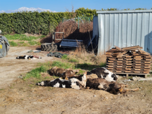 Continua lo stillicidio delle morti di bovini nell’ex azienda agricola modello, allevamento decimato -photogallery-