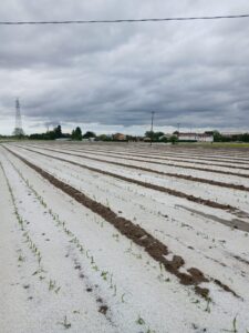 Le forti grandinate di ieri sera hanno flagellato il Torinese pedemontano dal Canavese al Pinerolese -photogallery-
