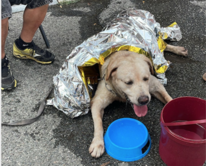 La signora animalista, l’operatore del 118 e i carabinieri: catena di solidarietà umana per salvare il vecchio labrador trascinato sotto il sole cocente