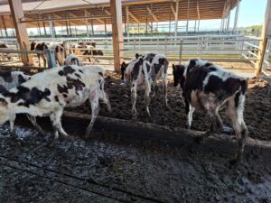 Maxistalla sequestrata:  i 510 bovini rimasti sono stati venduti all’asta