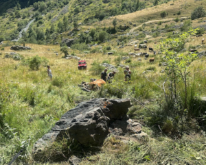 Il complesso salvataggio di una mucca da parte dei vigili del fuoco di Lanzo