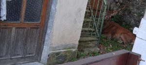 Allontanato  dagli agenti faunistici cervo che era solito “passeggiare” tra le case di Ala di Stura