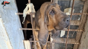 Due cani e sette gatti tenuti al buio e in mezzo agli escrementi, intervengono i carabinieri forestali -video-