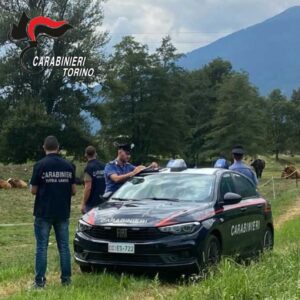 Cinquantenne muore schiacciato dall’albero che stava tagliando