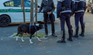Portava i cani a fare i bisogni nelle aiuole: multa di 1200 euro