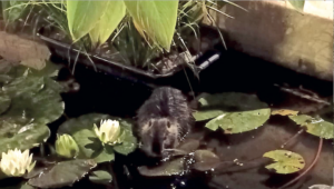 Borgaro, la polemica delle nutrie nella vasca del centro