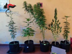 Marijuana, denunciati marito e moglie