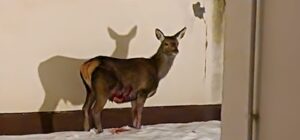 Il salto finisce male: salvato e liberato il cervo rimasto infilzato in una recinzione