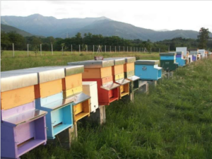 Api, sentinelle della natura