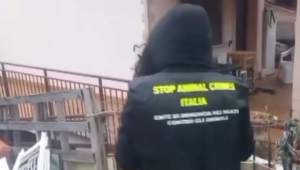Canile (abusivo) dell’orrore: cani tra ghiaccio e rifiuti, scatta il sequestro