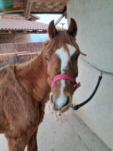 Raccolta fondi per la cavallina Matilda, ridotta a uno scheletro