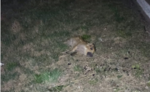 Strage di cinghiali sulla provinciale, carcasse abbandonate in strada tra Cirié e Robassomero: la denuncia della Lida. Poi improvvisamente spariscono