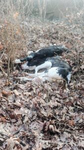 Due vitelli morti abbandonati nelle campagne di Rivarossa