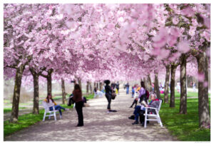 “Ciliegi in Fiore” alla Reggia, è partito il conto alla rovescia