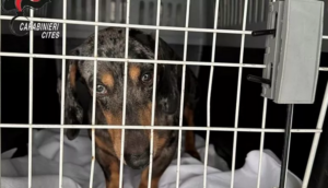 L’orrore dietro il “clic”: stroncato il business dei cuccioli malati