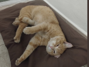 “Non abbandonarmi mai” La rubrica che aiuta gli animali in difficoltà a farsi adottare -photogallery-