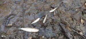 Mistero a La Mandria: strage di pesci nel Rio Valsoglia -Photogallery-