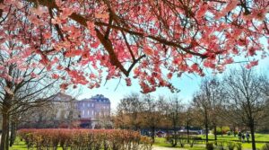 Ciliegi in fiore, quasi 146mila i visitatori alla Reggia di Venaria Reale