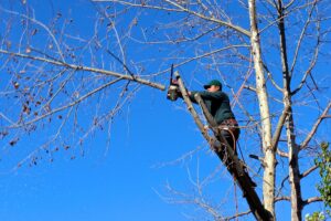 Taglio di alberi a Vauda, Grosso e Barbania, previste limitazioni al traffico