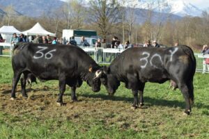 Regine delle Valli di Lanzo, la prima eliminatoria in programma a Cafasse