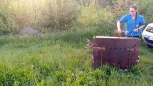 Capriolo intrappolato nel cortile: liberato dai tecnici del Canc