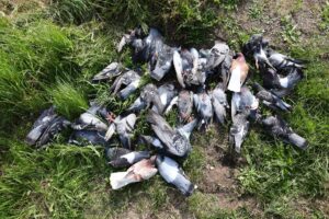 Strage di piccioni: spari vicino alle case, è giallo sulle autorizzazioni