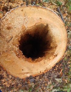 Rocca Canavese, il sindaco rompe il silenzio: «Alberi abbattuti per la sicurezza, basta insulti»