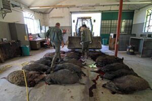 Caccia e cinghiali, la “verità oltre gli spari”: incontro pubblico a Torino