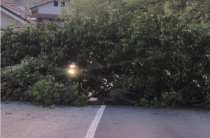 Paura a Nole: albero crolla sulla provinciale e travolge un’auto
