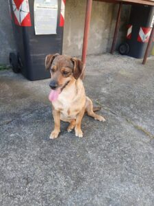 “Non abbandonarmi mai” La rubrica che aiuta gli animali in difficoltà a farsi adottare -photogallery-