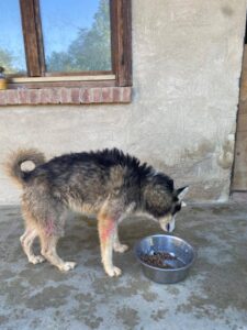 A Barbania gli husky dell’allevamento lager di Ponzano