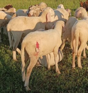 Borgaro, l’assalto del “branco misto”: pecore sbranate e l’allarme sulla convivenza uomo-lupo