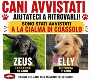 Cani aggrediti in giardino fuggono per la paura: appello per ritrovare Zeus ed Elly nelle Valli di Lanzo