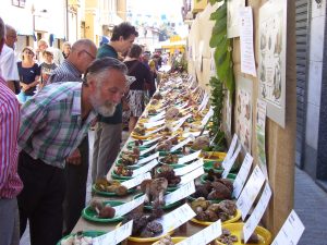 “Funghi in Piazza” a Cirié: quattro giorni di eventi a Borgo Loreto