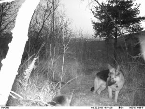Non solo lupi: perché il dibattito sulle predazioni nel Torinese dimentica cani vaganti e prevenzione