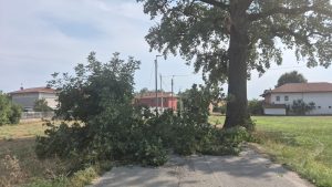 San Maurizio, ramo della quercia secolare di via Ceretta Inferiore si spezza improvvisamente: strada bloccata
