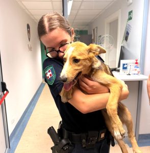 Due cani finiscono intrappolati sotto una grata, salvati dalla polizia locale e dai vigili del fuoco di Nole