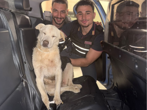 Il grande cuore della Polizia: agenti salvano un cane ferito nel bosco e lo riportano a casa