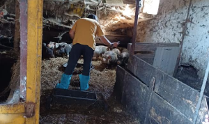 Arrestato il proprietario, oltre 70 animali abbandonati in cascina: maxi-intervento di soccorso ad Avigliana