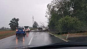 Nubifragio sul Canavese, albero caduto tra Front e Favria