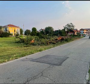 San Maurizio, abbattuta la quercia di via Ceretta Inferiore