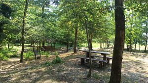 Quest’anno San Grato si fa nel bosco: il programma completo della festa di Cafasse dal 4 al 7 settembre